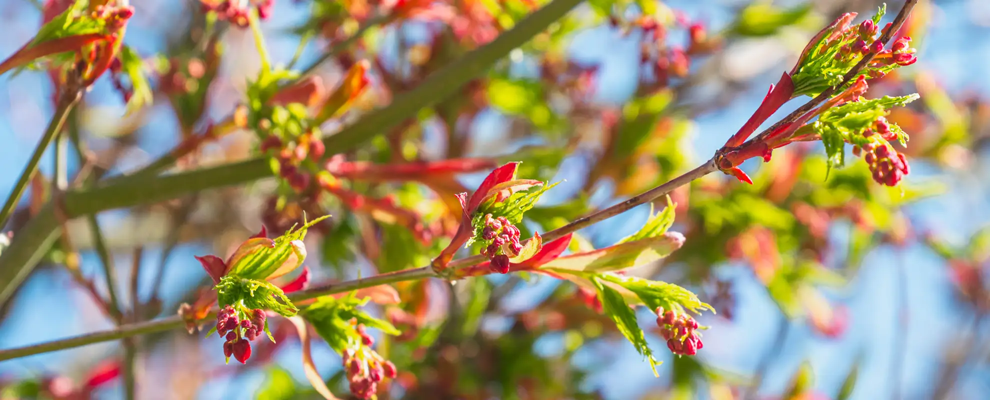 落葉樹 asobou Acer palmatum | Japanese maple - Pepinierele Van den Berk
